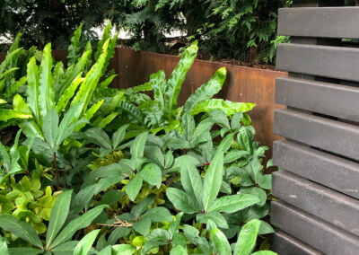 Cedar hedging in corten steel planter