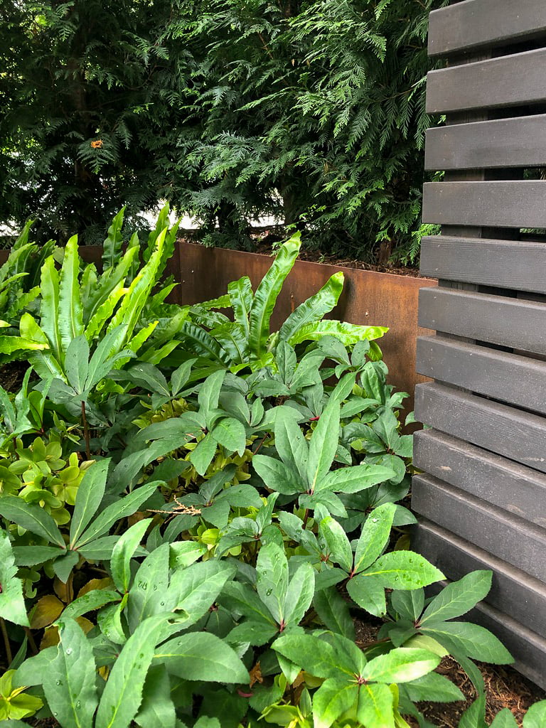 Cedar hedging in corten steel planter