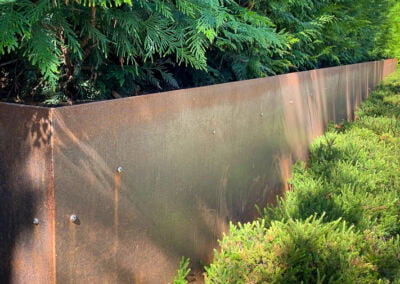 Corten steel planter with cedar hedging and heather ground cover