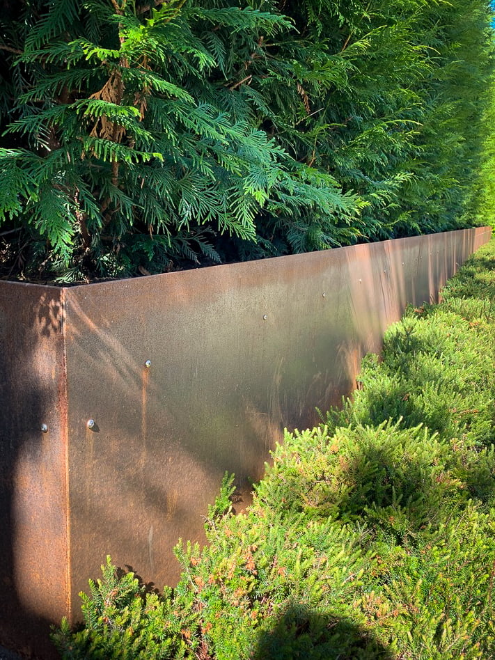 Corten steel planter with cedar hedging and heather ground cover
