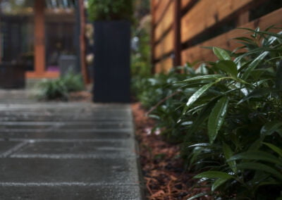 Landscape construction project in Vancouver, paved concrete walkway with lush green planting.