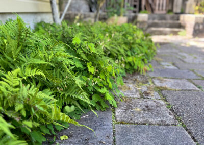 Lush greenery along stone pathway