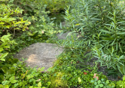 Lush garden path with stones