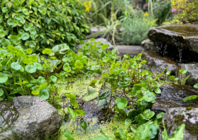 Lush garden with pond and plants