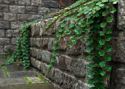 Highbury planter with reclaimed cobblestone and trailing vines