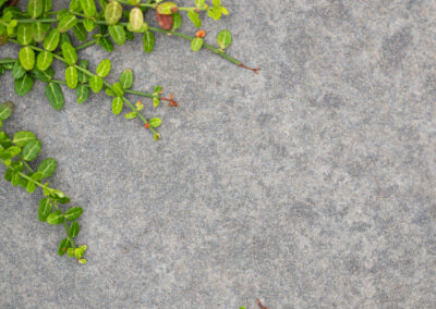 Modern landscape design in Vancouver with stone patio and ground cover