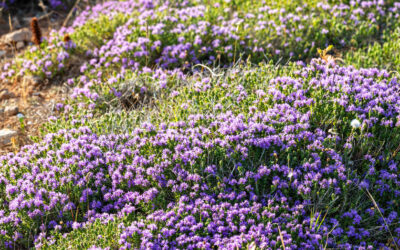 Rethinking the Lawn: Beautiful and Sustainable Alternatives
