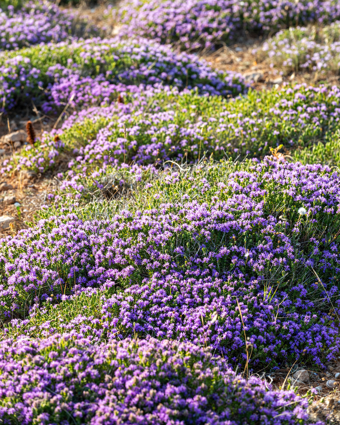 Creeping thyme ground cover