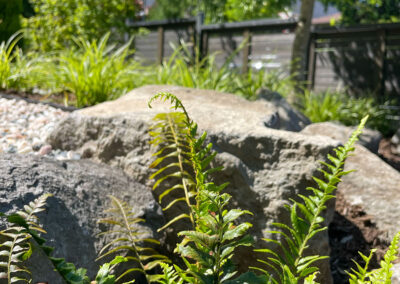 Fern and natural boulder detail in a residential landscape — layered planting with decorative gravel, East Vancouver landscape design by 161 Design Studio.