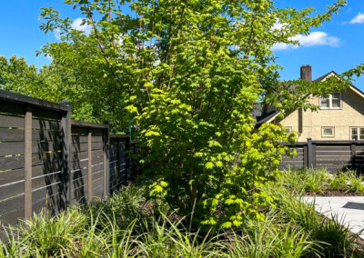 Feature tree and ornamental grass planting in East Vancouver — Vine Maple underplanted with textural grasses, residential landscape design by 161 Design Studio.