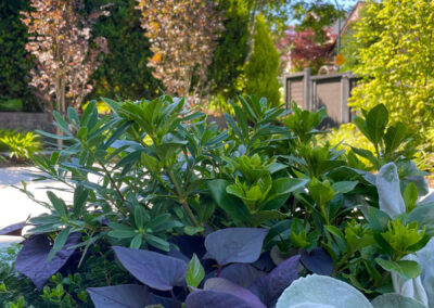 Mixed foliage and understory planting detail — contemporary residential landscape design in East Vancouver by 161 Design Studio.